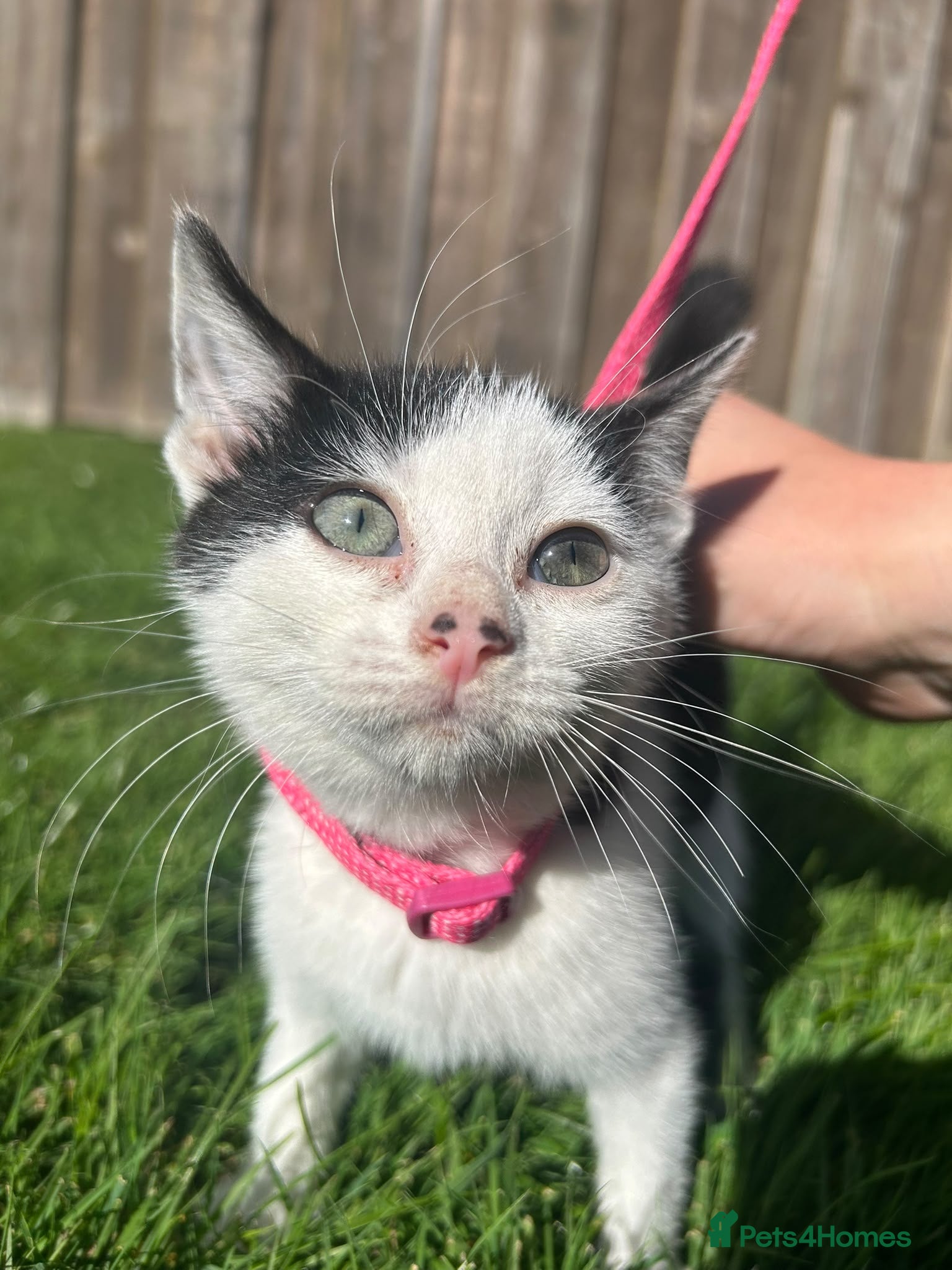 Mixed Breed cats Two lovely kittens looking for loving homes - Advert 3