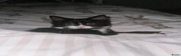 British Longhair cats for sale: Beautiful tuxedo long hair girl - Advert 3