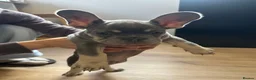 French Bulldog dogs for sale: Gorgeous French Bulldog Puppies - Ready Now⁠ - Advert 9