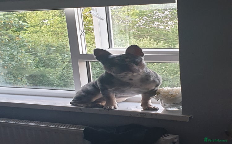 French Bulldog dogs - Advert 16