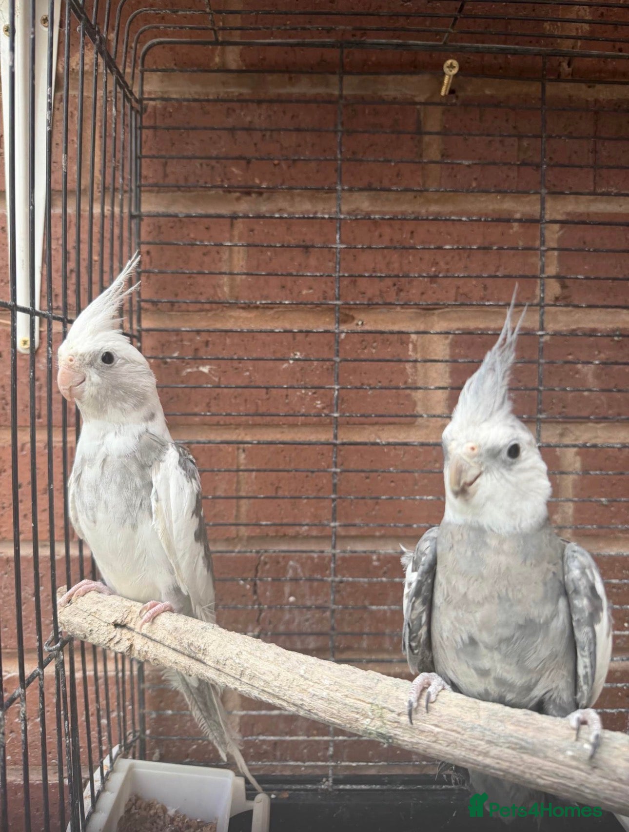 Cockatiels birds Swindon  - Advert 2