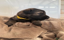 German Shepherd dogs for sale: Beautiful German Shepherd  Puppies For Sale  - Image 7