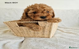 Cavapoo dogs for sale: Adorable F1b Cavapoo Puppies Ready 15th November - Image 25