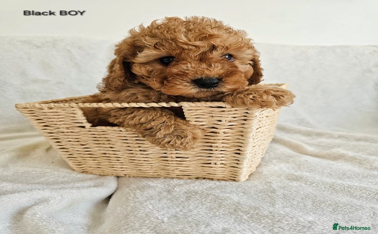 Cavapoo dogs - Advert 15