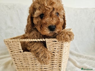 Cavapoo dogs F1B Cavapoo 1 BOY LEFT Ready Now - Advert 1