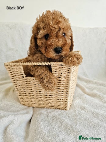 Cavapoo dogs - Advert 5