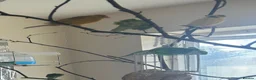 Canaries birds for sale: 9 Canaries Looking for a Free-Flight Home Together in Sheffield - Advert 6