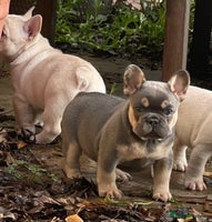 French Bulldog dogs KC REGISTERED HEALTHTESTED FRENCH BULLDOG PUPPIES - Advert 11
