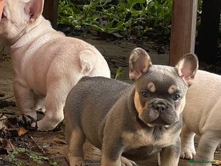 French Bulldog dogs KC REGISTERED HEALTHTESTED FRENCH BULLDOG PUPPIES - Advert 9