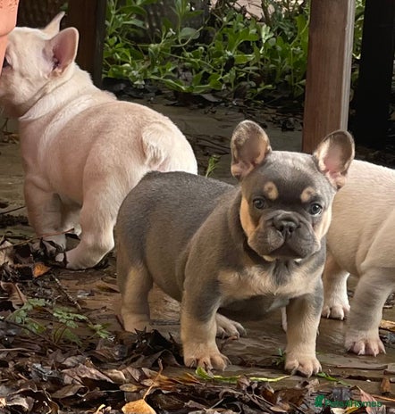 French Bulldog dogs KC REGISTERED HEALTHTESTED FRENCH BULLDOG PUPPIES - Advert 1