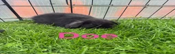 Mini Lop rabbits for sale: Mini lop rabbits looking for new home  - Advert 5