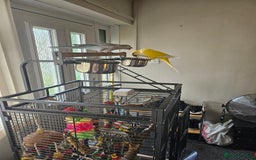 Mixed Breed birds for sale: 2 Tame Quaker Parrots For Sale - Image 1
