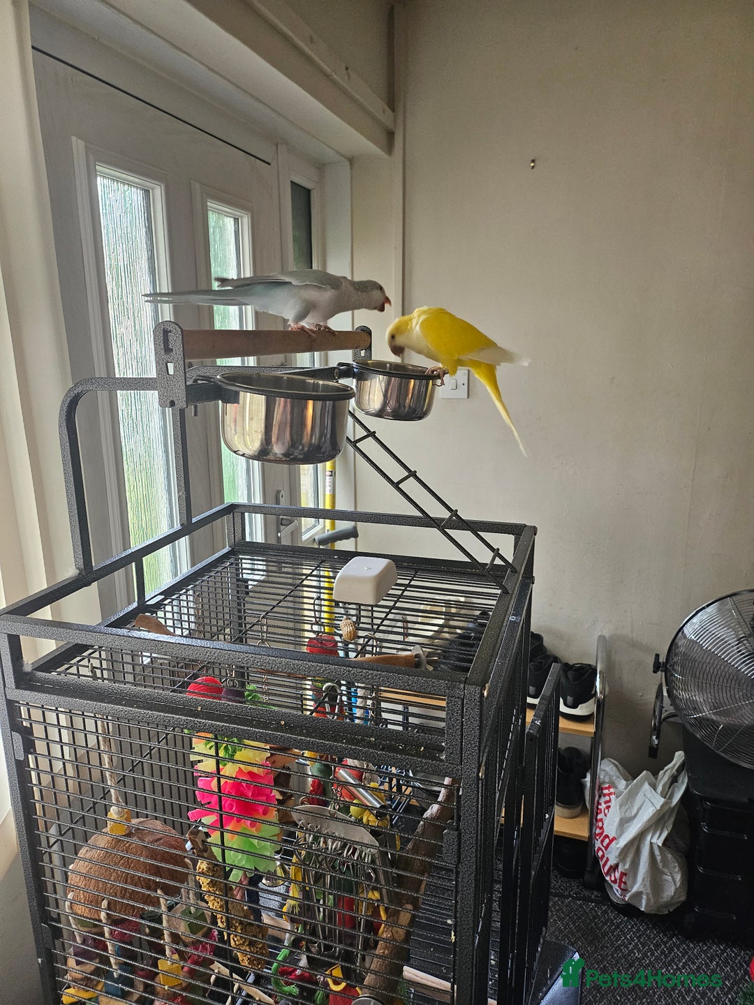 Mixed Breed birds for sale: 2 Tame Quaker Parrots For Sale - Image 1