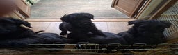 Giant Schnauzer dogs for sale: Giant Schnauzer Puppies  - Advert 10