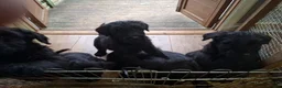 Giant Schnauzer dogs for sale: Giant Schnauzer Puppies  - Advert 10