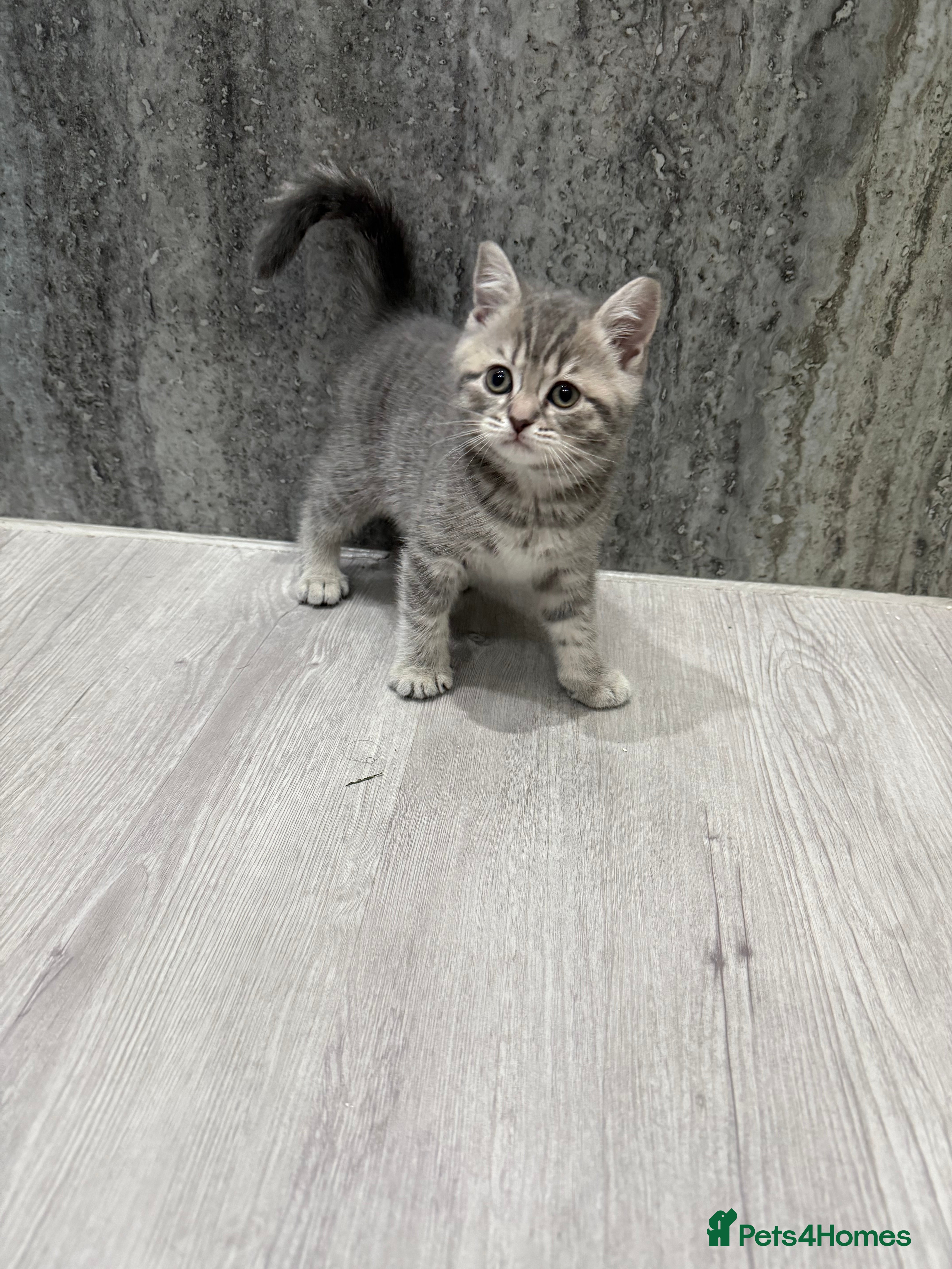 British Shorthair cats BRITISH SHORTHAIR KITTENS - Advert 12