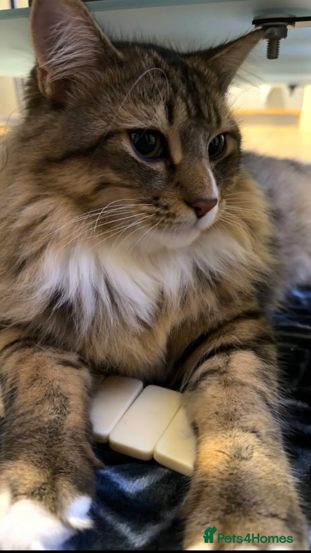 Maine Coon cats for sale: Maine coon cat - Advert 2