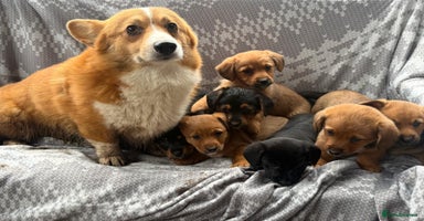 Mixed Breed dogs - Advert 16