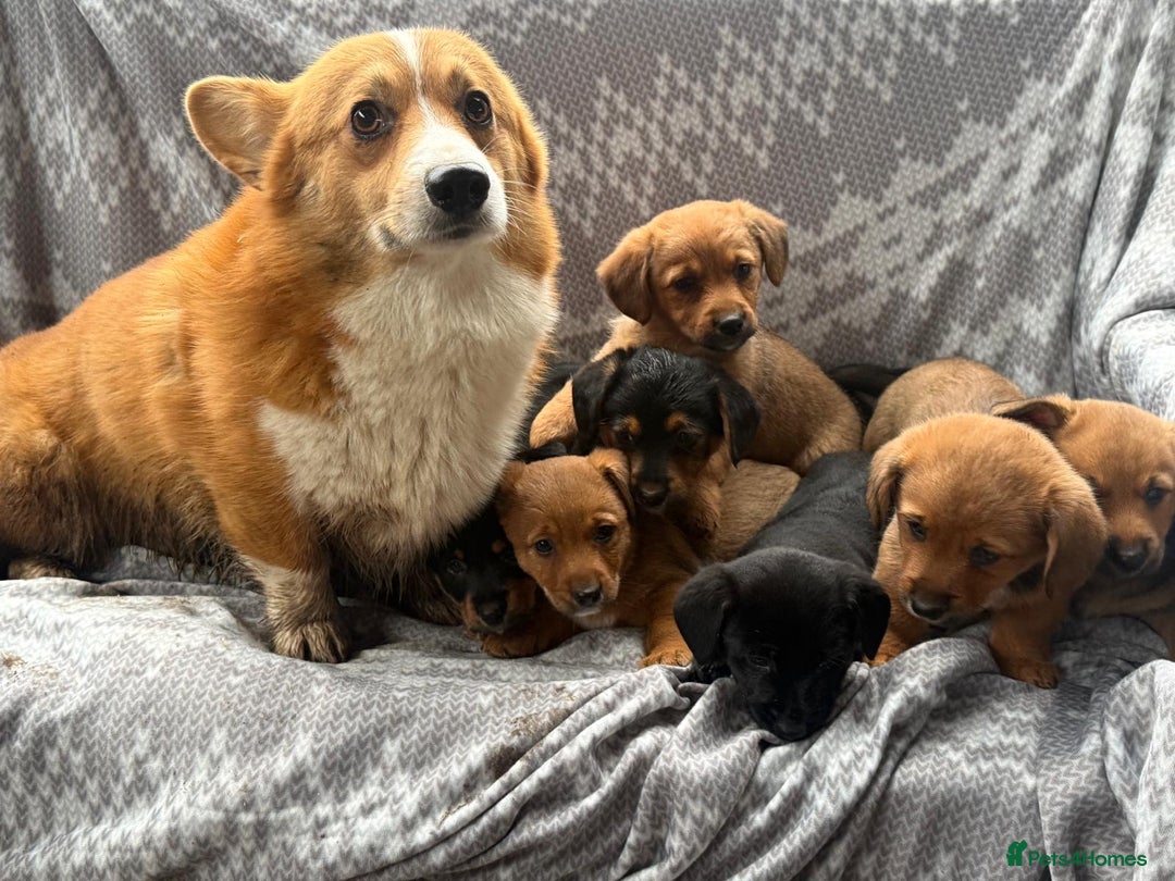 Mixed Breed dogs for sale: Corgi x JRT - Image 2