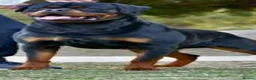 Rottweiler dogs for sale: German rottweiler  - Advert 5