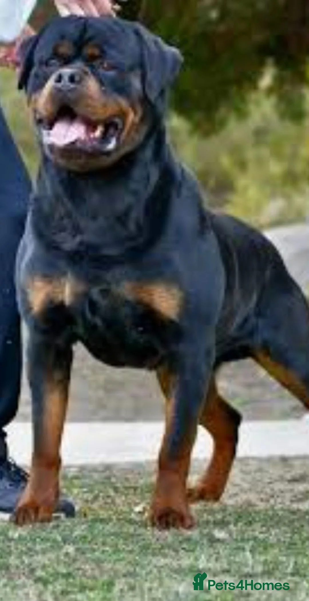 Rottweiler dogs for sale: German rottweiler  - Advert 5
