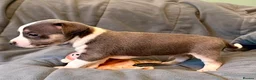 Jack Russell dogs for sale: Conscientiously bred and reared - Advert 8