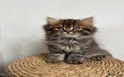 Persian cats for sale: Persian kittens for sale  - Image 14