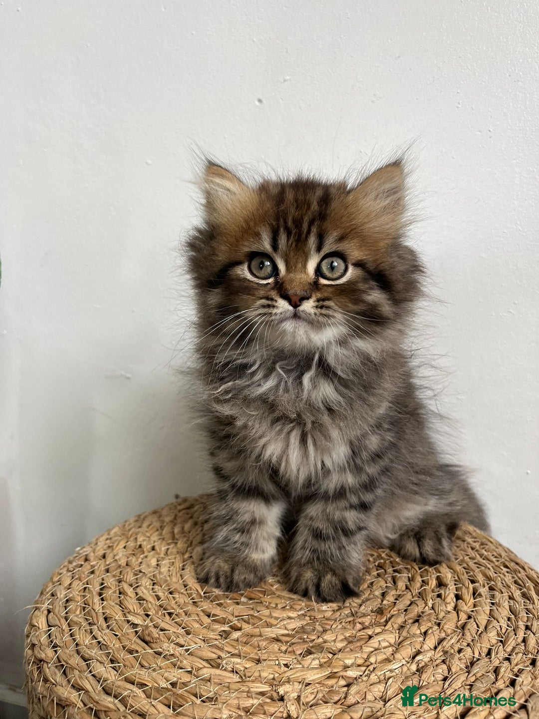 Persian cats for sale: Persian kittens for sale  - Image 14