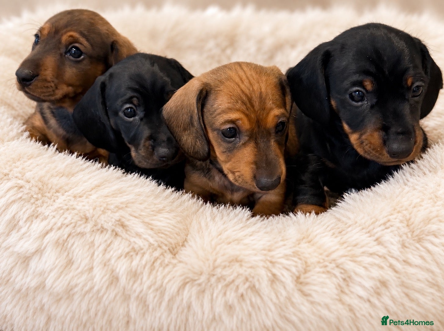Miniature Dachshund dogs KC Brindle Miniature Dachshund -Champion Lines - Advert 5