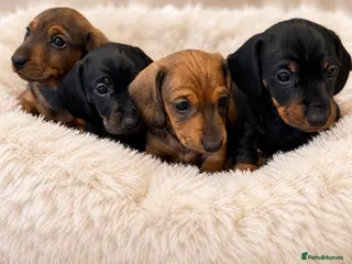 Miniature Dachshund dogs KC Brindle Miniature Dachshund -Champion Lines - Advert 5