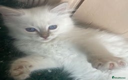 Ragdoll cats for sale: Adorable Ragdoll kittens - lilac sealpoint! 🐈 - Image 3