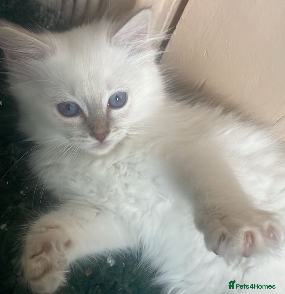 Ragdoll cats for sale: Adorable Ragdoll kittens - lilac sealpoint! 🐈 - Image 3