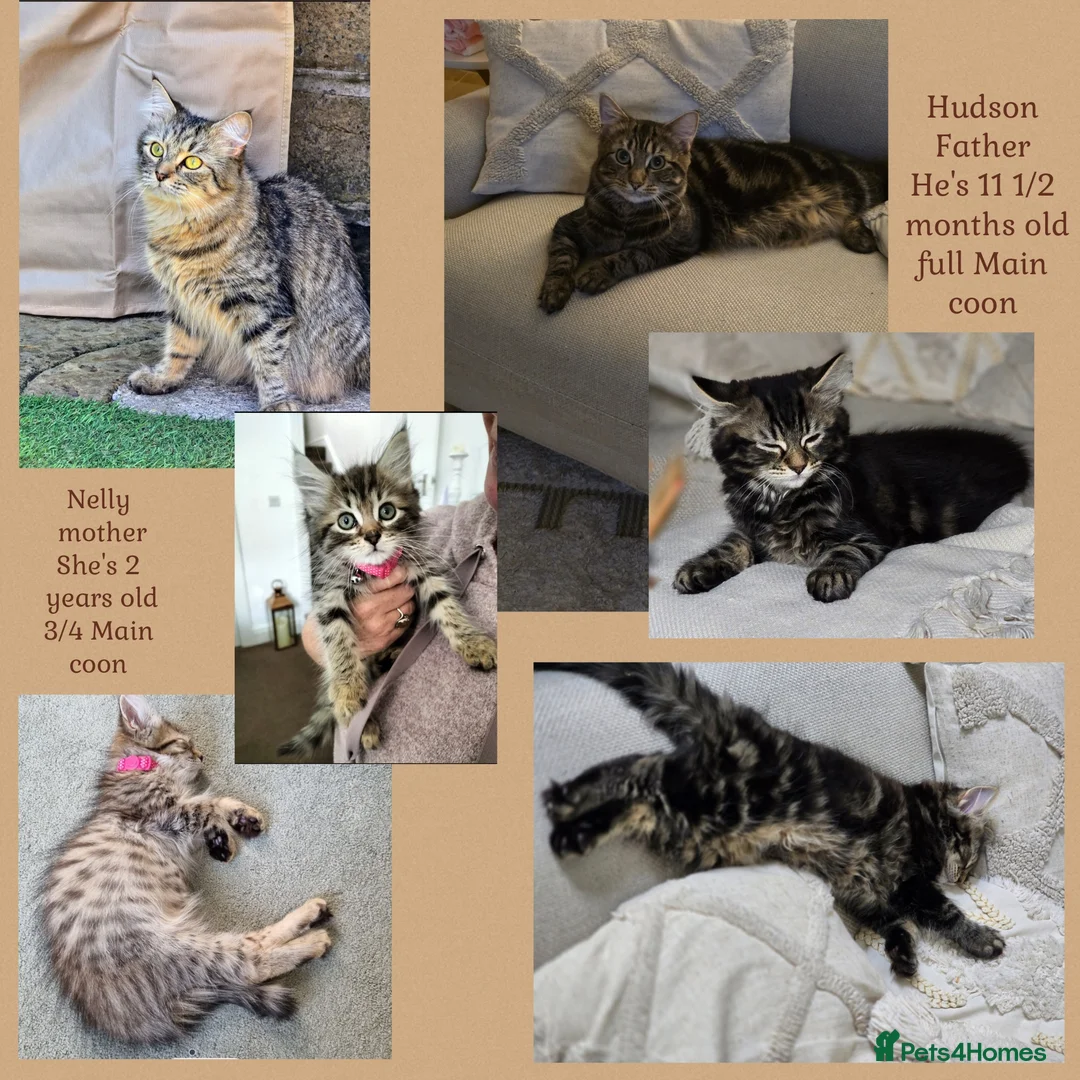 Maine Coon cats for sale: Maincoon  - Advert 2