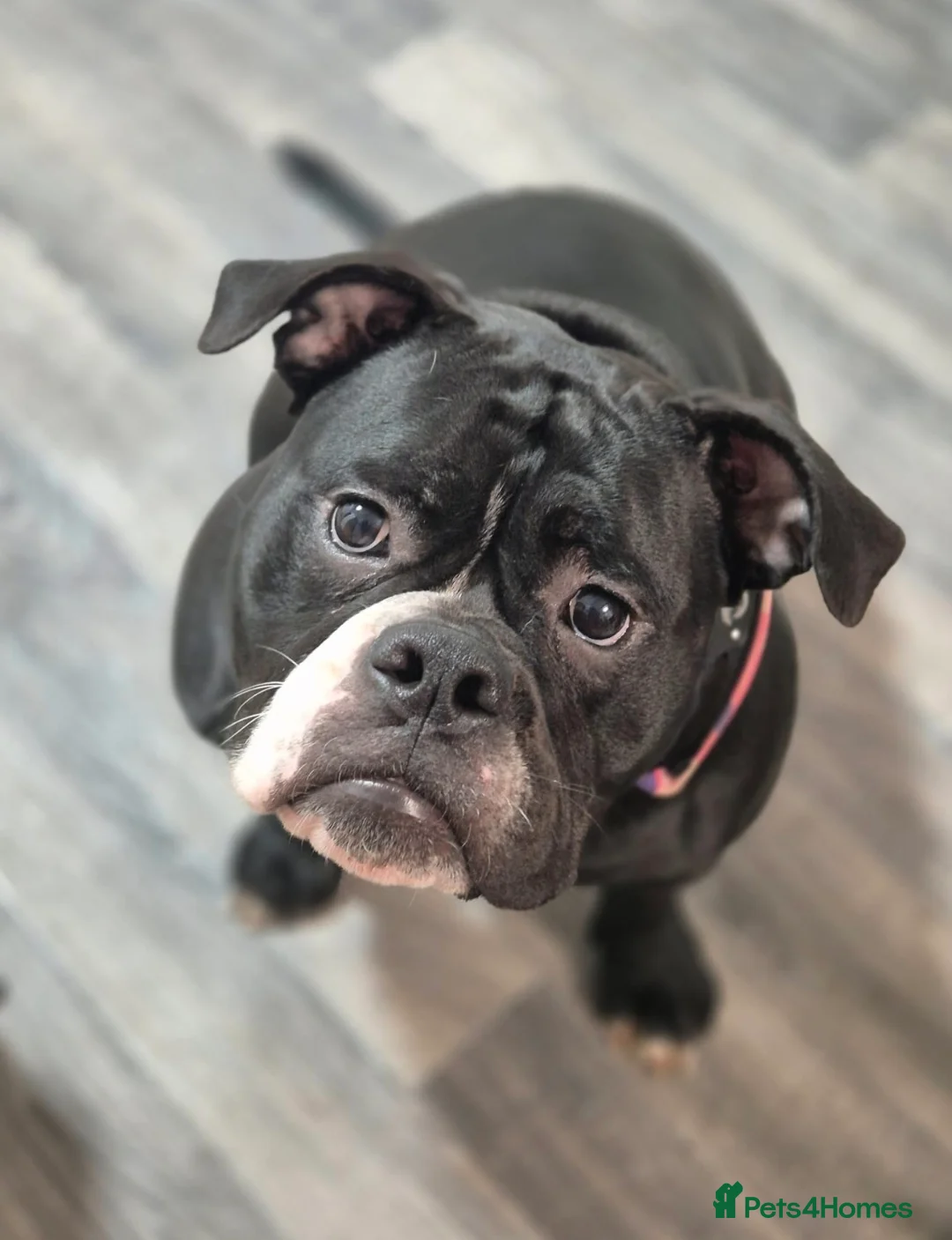 Olde English Bulldogge dogs for sale: Female 12 month olde english bulldog  - Advert 6