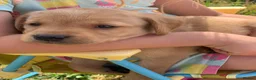Labrador Retriever dogs for sale: Beautiful KC Labrador puppies - Advert 4