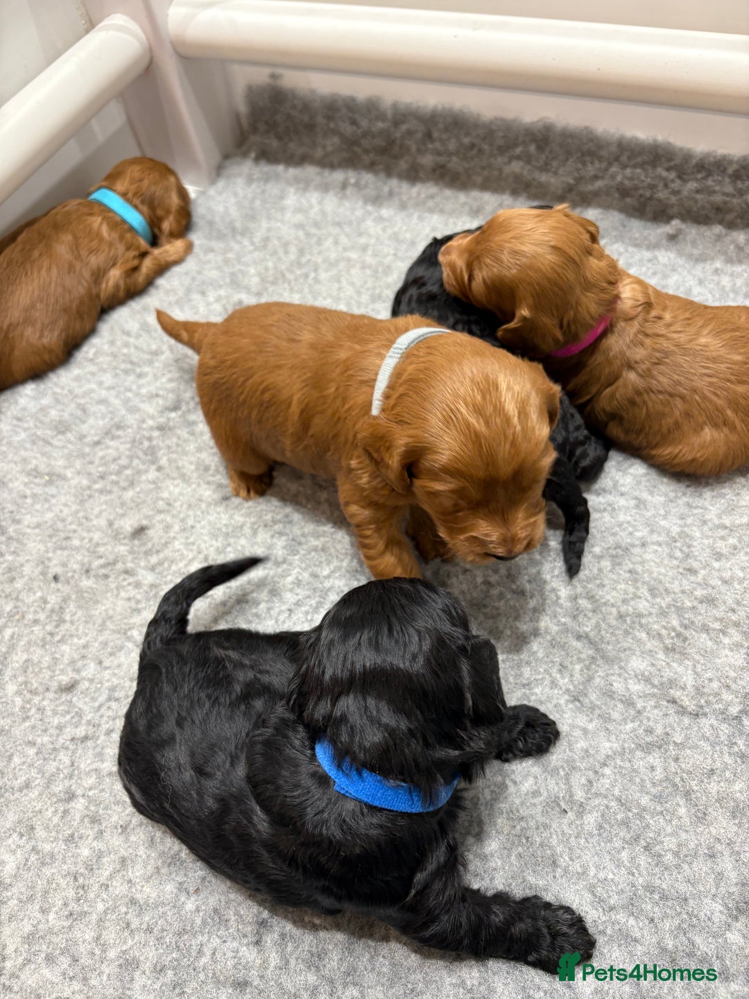 Cockapoo dogs for sale: Beautiful F1B Cockapoo Puppies - Advert 11