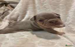 French Bulldog dogs for sale: Isabella & lilac & tan chunky frenchies - Advert 21