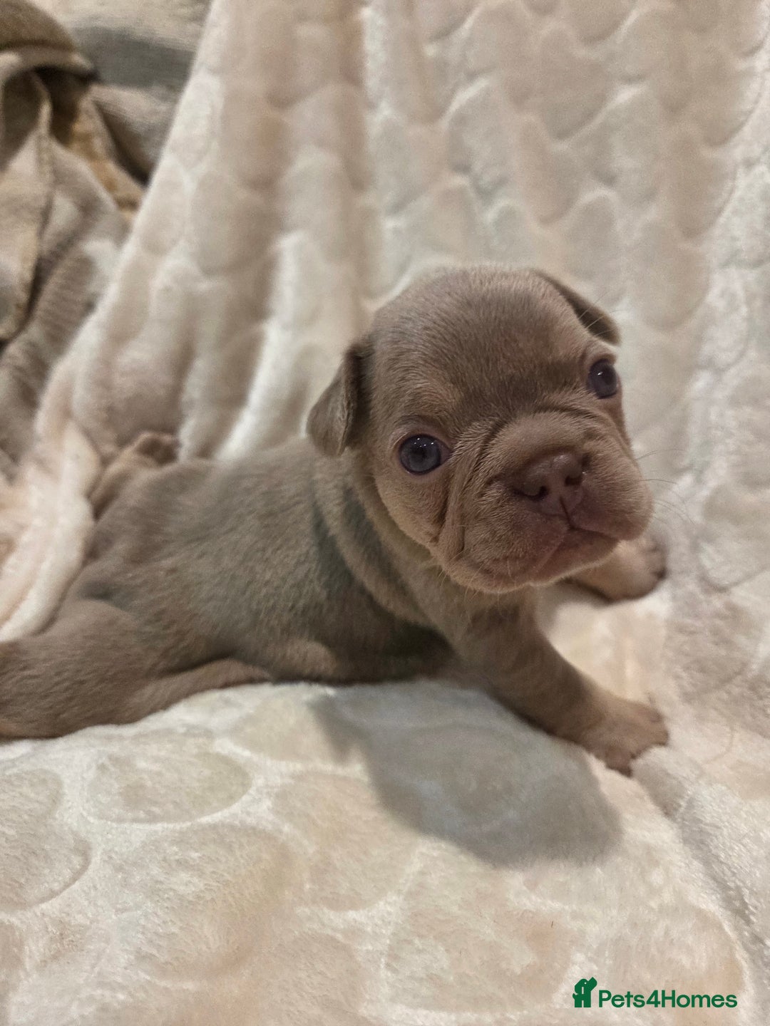 French Bulldog dogs for sale: Isabella & lilac & tan chunky frenchies - Advert 21