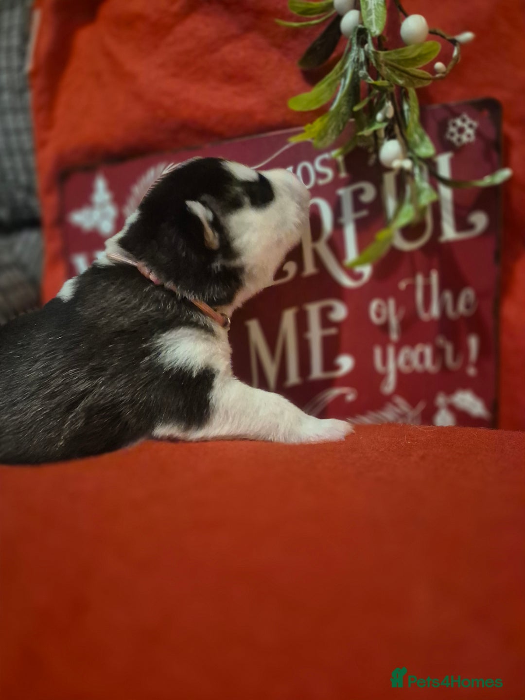 Alaskan Malamute dogs for sale: Beautiful husky malmute puppies - Advert 10