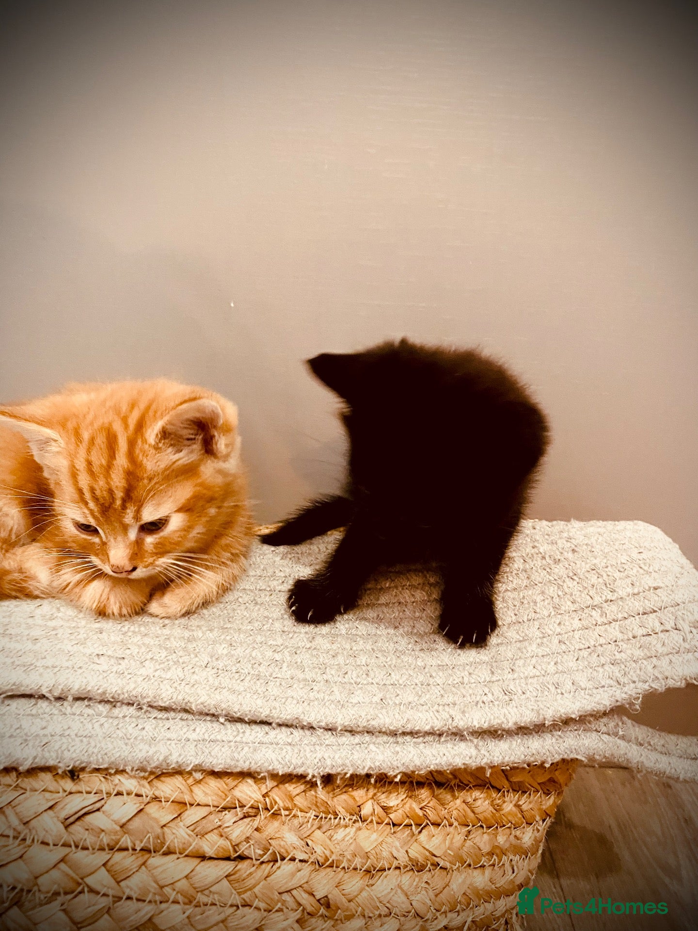 British Longhair cats Gorgeous fluffy kittens - Advert 1