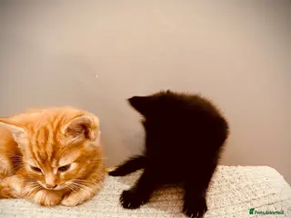 British Longhair cats Gorgeous fluffy kittens - Advert 1