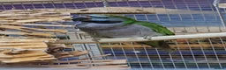 Parrots birds for sale: Stunning Parrots/Parakeets/Amazons  - Advert 31