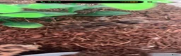 Tarantulas invertebrates for sale: Tarantula  - Advert 2