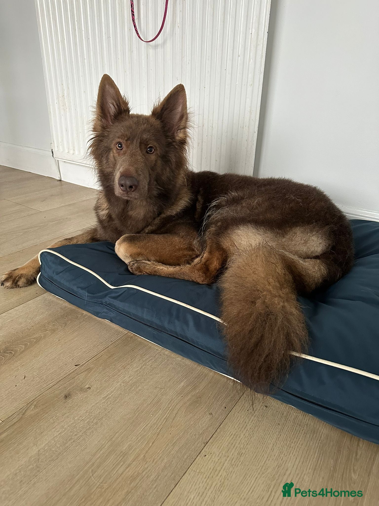 German Shepherd dogs 9 GSD pups for sale - Advert 17