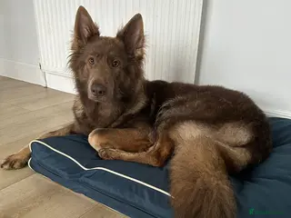 German Shepherd dogs 9 GSD pups for sale - Advert 3