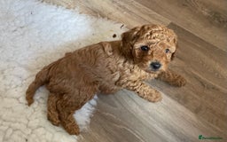 Miniature Poodle dogs for sale: 1 reserved 2 remaining ready 15th October  - Image 3