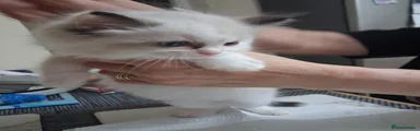 Ragdoll 3