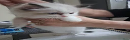 Ragdoll cats for sale: Beautiful GCCF registered Ragdoll kittens  - Advert 16