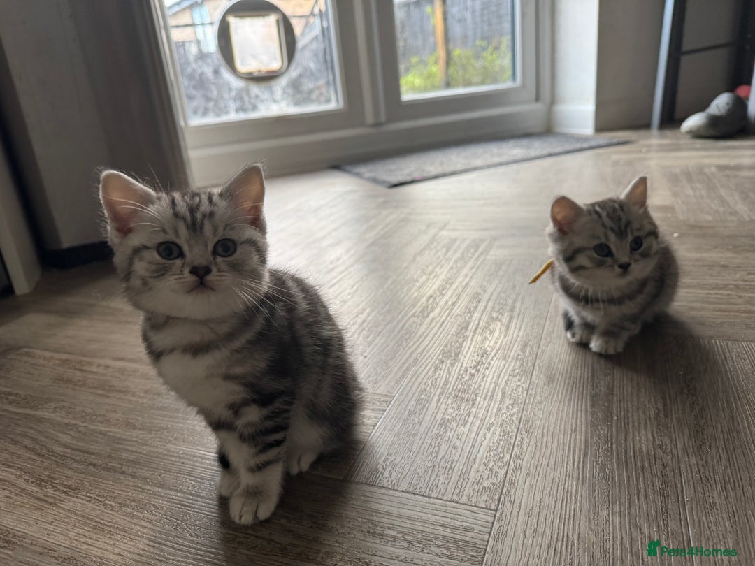 British Shorthair cats for sale: GCCF REGISTERED SILVER TABBY & SPOTTED BSH KITTENS - Advert 11