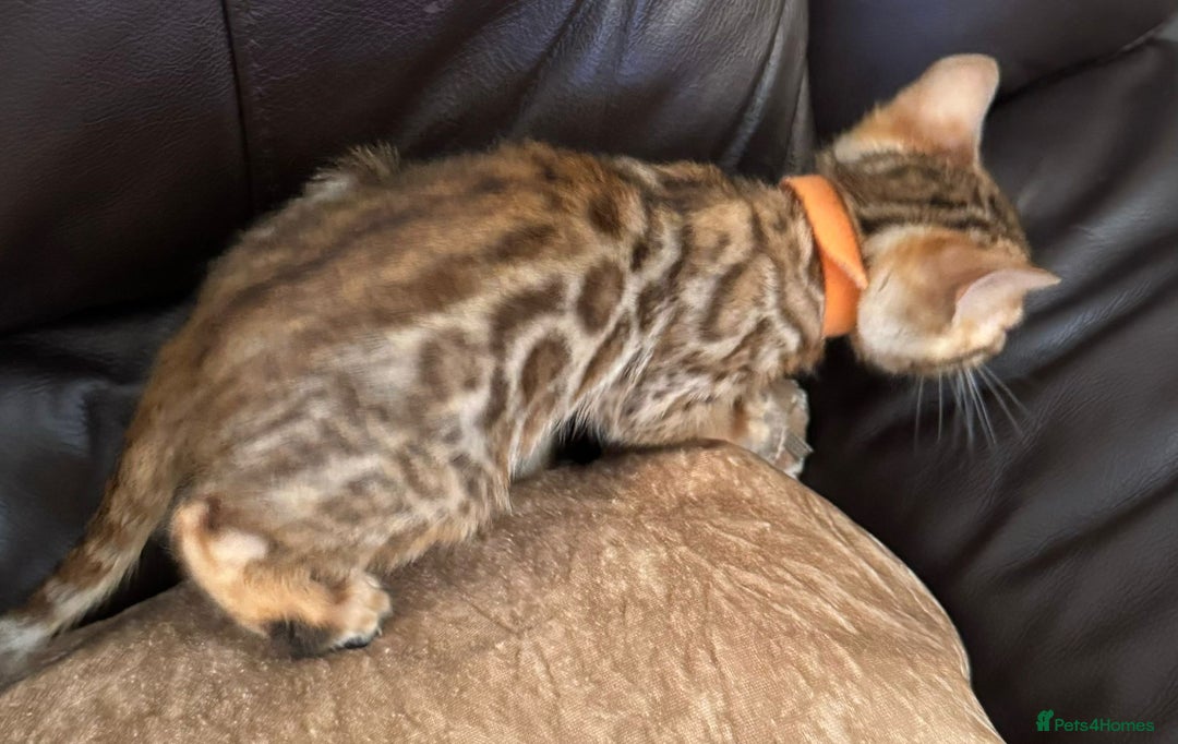 Bengal cats for sale: Pure SBT Charcoal Silver Bengal Kittens  - Image 12